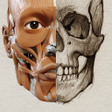 أيقونة البرنامج: 3D Anatomy for the Artist