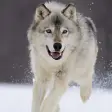 Wolf Dog Simulator