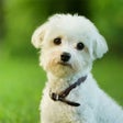 프로그램 아이콘: Dog Wallpapers  Pictures …