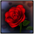 プログラムのアイコン：3D Rose Bouquet LWP Free
