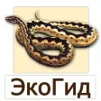 EcoGuide: Russian Reptiles