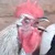 Ikona programu: Death Metal Rooster