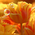 プログラムのアイコン：Tulips live wallpaper