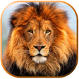 Programikonen: Imagenes de Leones