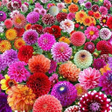 Programikonen: Flowers Wallpaper