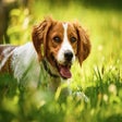 Programikonen: My Brittany Dog HD Wallpa…