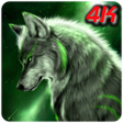 程序图标：Free HD and 4K wolves wal…