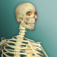 Иконка программы: Idle Human 2