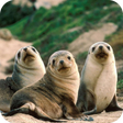 Icon of program: Harp Seal Wallpaper HD