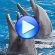 Ikona programu: Dolphins songs to sleep