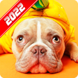 Programikonen: Bulldog Wallpaper