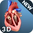 Heart Anatomy Pro.