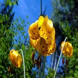 程序图标：Beautiful Nature Pictures…