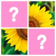 Word Pics - Trivia Puzzles