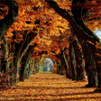 プログラムのアイコン：Autumn Wallpaper HD