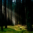 程序图标：Wild Forest Ghost Detecto…