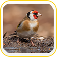 プログラムのアイコン：European Goldfinch Wallpa…