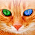 Icoon van programma: Cat Translator for Cats