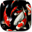 ไอคอนของโปรแกรม: Koi Live Wallpaper PRO