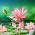 Icon of program: Lotus Live Wallpaper
