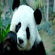 Icoon van programma: Cute Pandas Wallpaper HD …