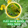 Programikonen: Pleci Gacor Ngeroll Buka …