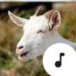 Icoon van programma: Goat Sounds