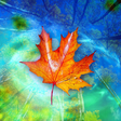 プログラムのアイコン：Autumn Leaves Live Wallpa…
