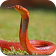 프로그램 아이콘: Snake Wallpaper HD