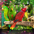 Иконка программы: Live wallpapers birds