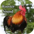 Rooster Sound  Rooster Crowing Sound