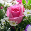 プログラムのアイコン：Nice Flower Wallpapers