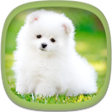 Cute Puppy Wallpapers icon