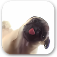 Icône du programme : Licking Dog Screen Clean