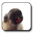 Icona del programma: Licking Dog Screen Clean