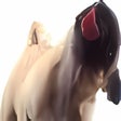 Icono de programa: Licking Dog Screen Clean