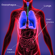 Programikonen: Human Body System