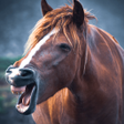 Programikonen: Horse Sounds