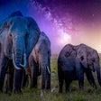 Иконка программы: Elephants Animals Wallpap…