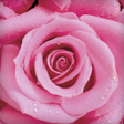 Ikona programu: Rose Live Wallpaper