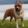 American Staffordshire Terrier icon