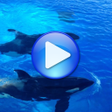 プログラムのアイコン：Whales songs to sleep