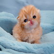 プログラムのアイコン：Cute little kittens and n…