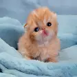 Cute little kittens and names