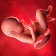 Icon of program: Pregnancy Week by week