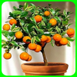 プログラムのアイコン：plant fruit trees in pots…