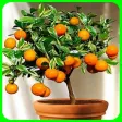 plant fruit trees in pots to q
