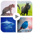Иконка программы: Animal sound for kids Lea…