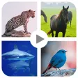 Animal sound for kids Learning