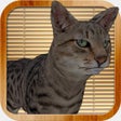 Ikon program: Kitty Cat Simulator: dest…